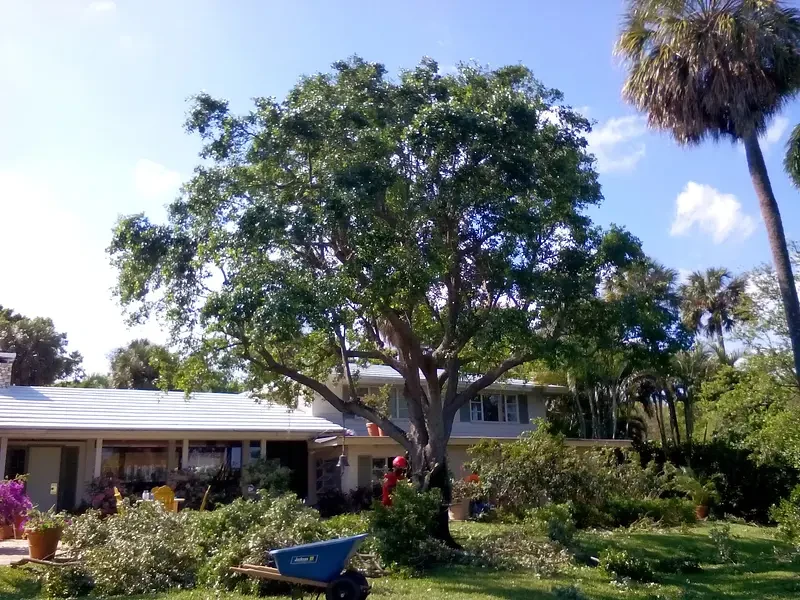 A mature shade tree and palms at a Broward County home, from Arbor TreeZ’s work