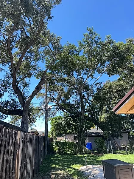 Mature tree canopy above a fenced Hollywood backyard with lawn and a patio edge