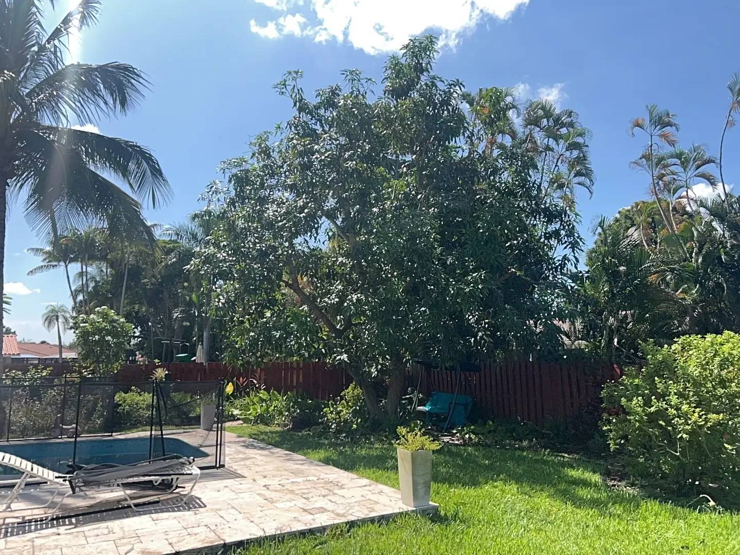 Crown reduction for backyard mango tree near pool project image