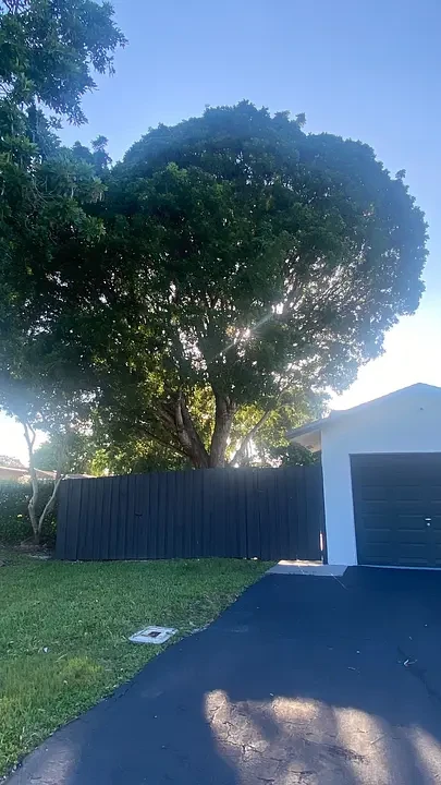 Large tree with dense leaves, sunlight filtering through. Black fence and white garage in foreground.