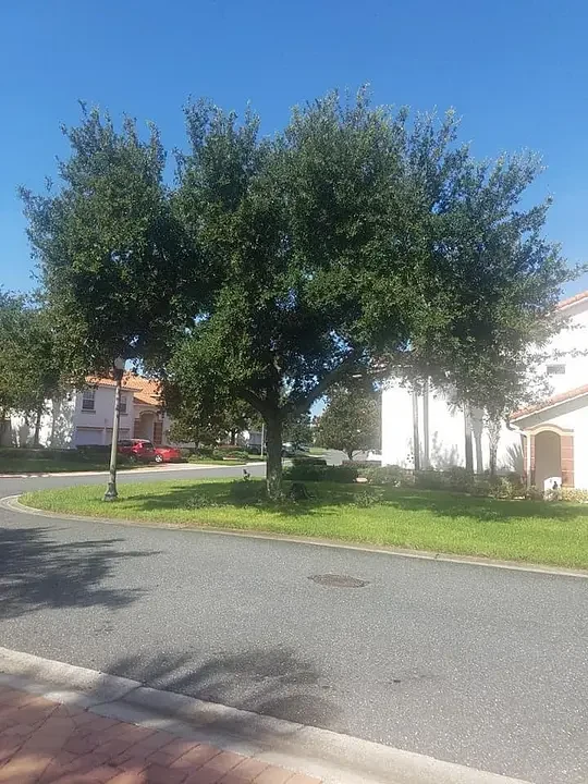 Mature tree beside a neighborhood street in the Arbor TreeZ portfolio