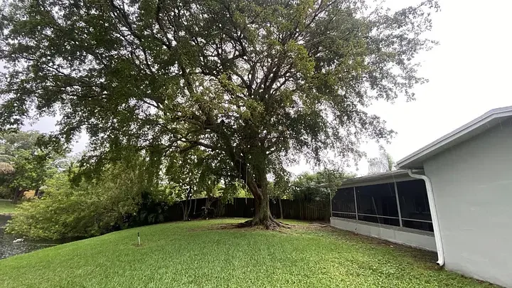 A leafy backyard shade tree beside a home, shown in Arbor TreeZ’s portfolio