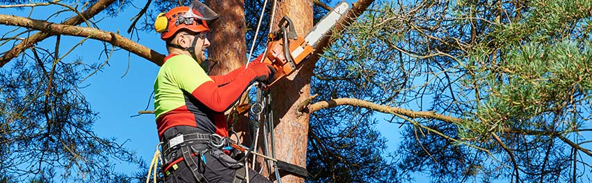 Tree Trimming Services