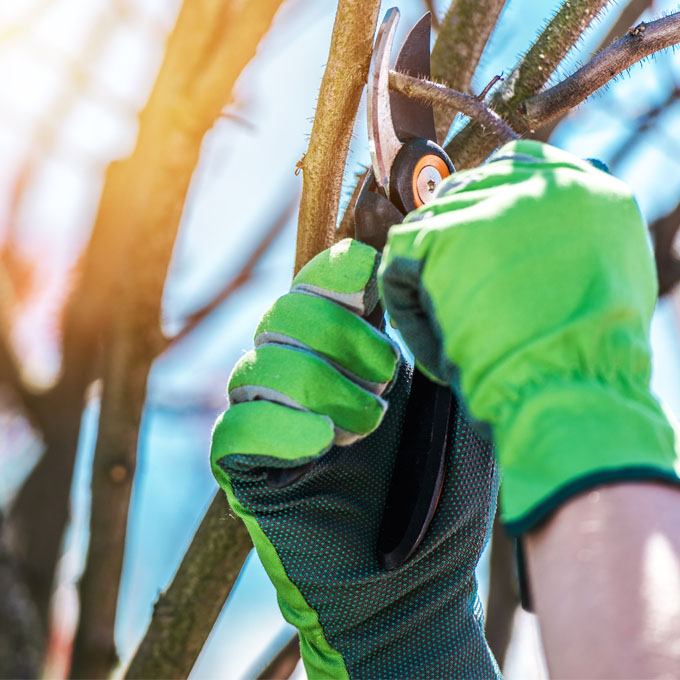 Arbor Treez LLC Arborist Services