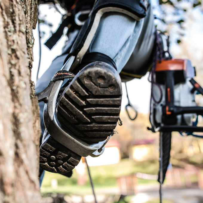 Arbor Treez LLC Arborist Services